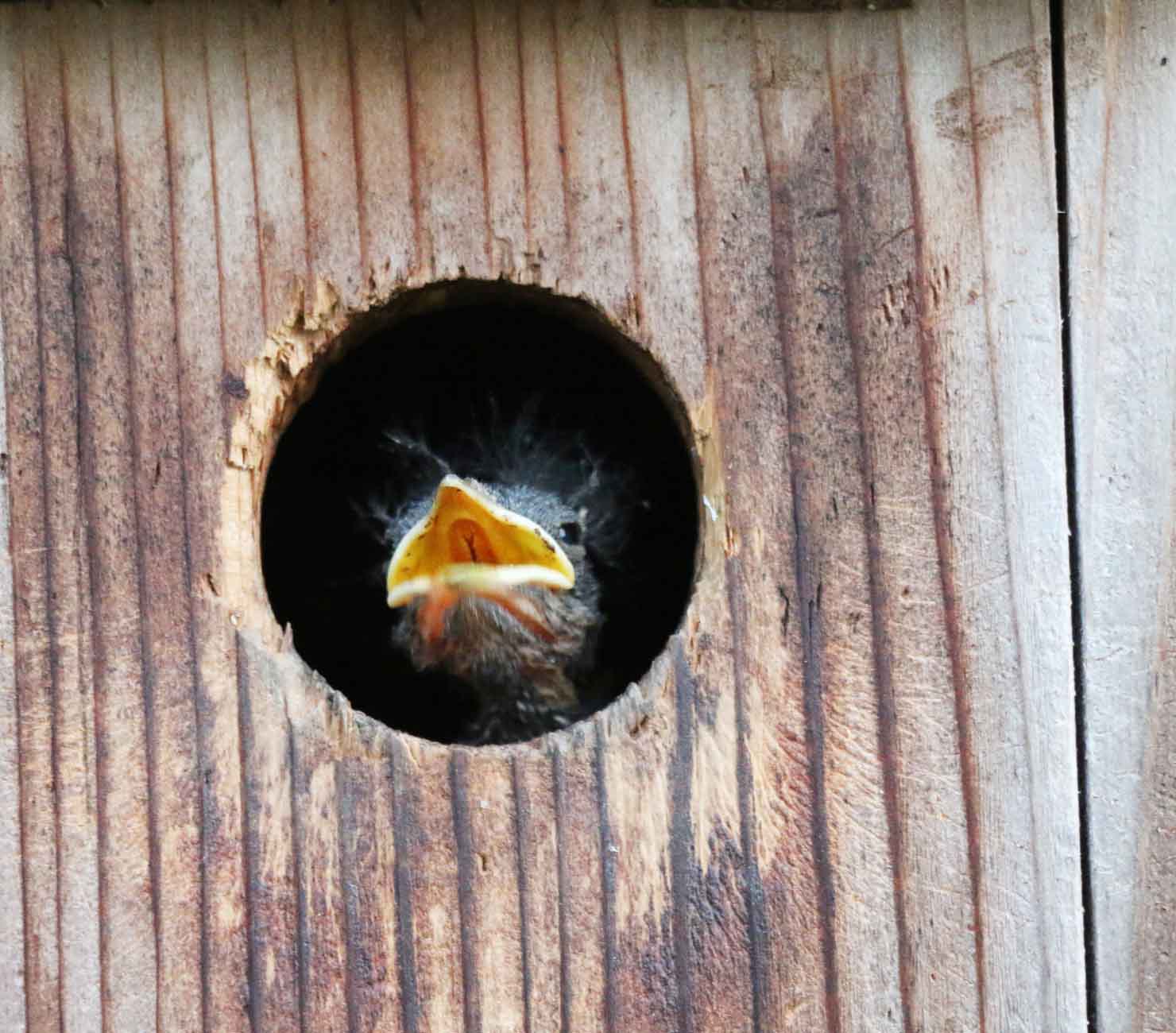 Bluebird baby growth stages Bluebird baby growth stages