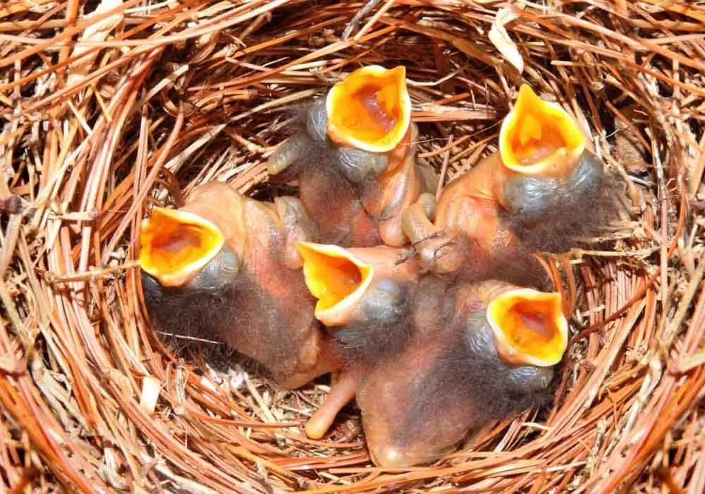 Bluebird babies wait for their next meal Bluebird babies facts