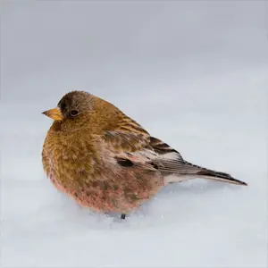 a broad capped rosy finch standing in the snow red capped rosy finch