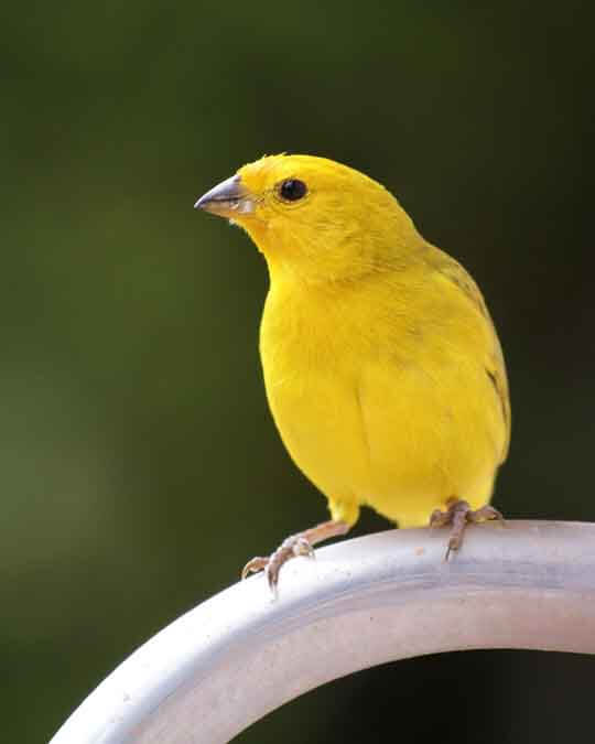 canary chirping away canary