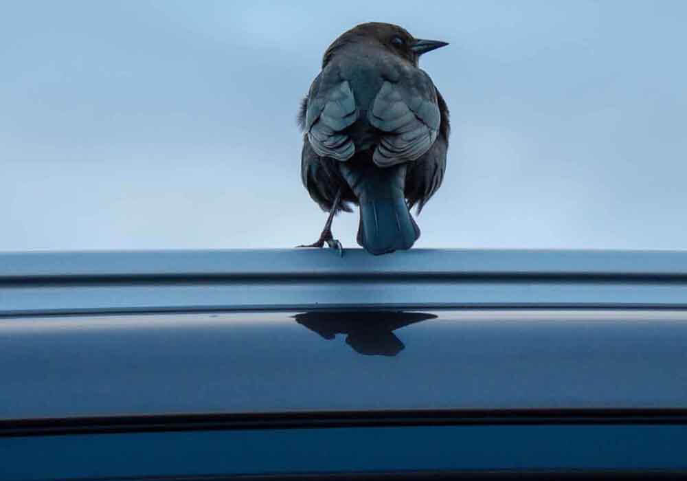 How To Keep Birds Away From Your Car 5 Helpful Tips