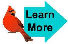 Cardinal on perch Cardinal on perch