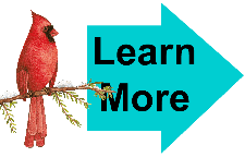 Cardinal on a limb Cardinal on a limb