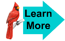 cardinal on a branch cardinal on a branch