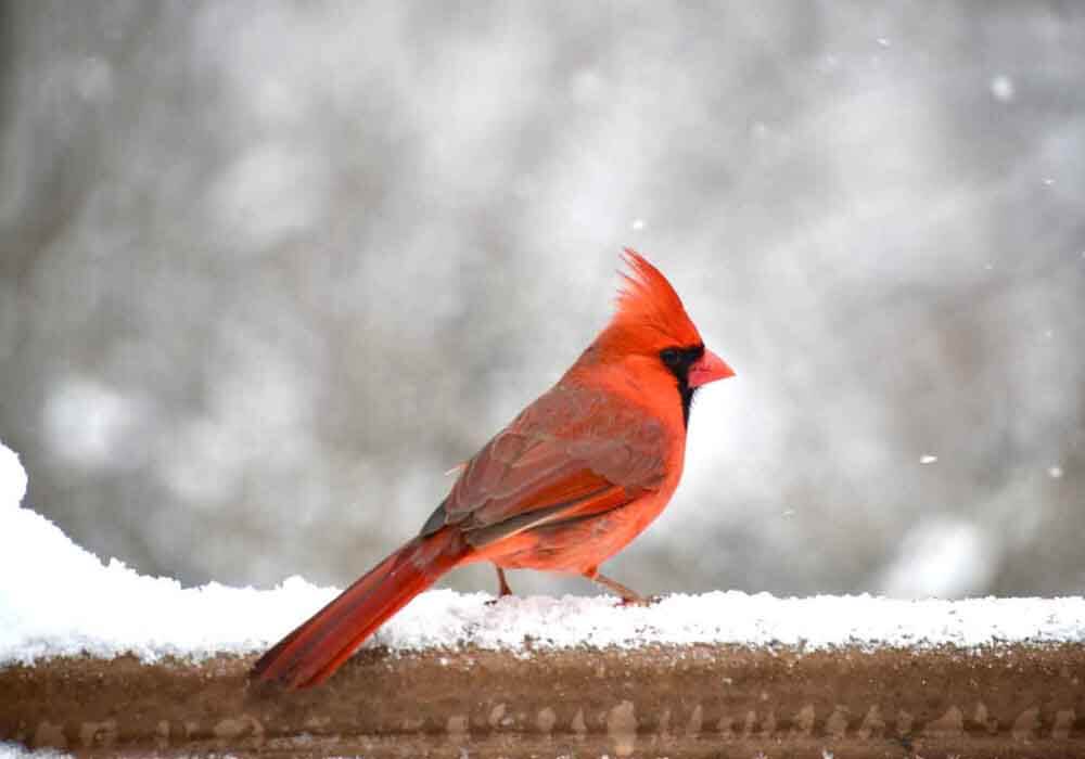 How to attract Cardinals in winter