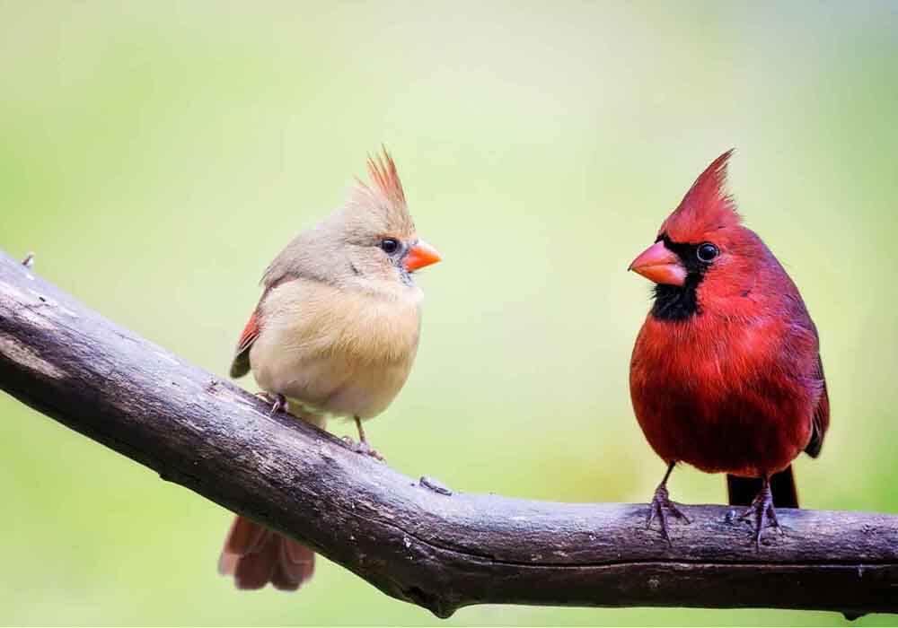 Male and female Cardinal on a branch How to attract Cardinals to your yard or garden
