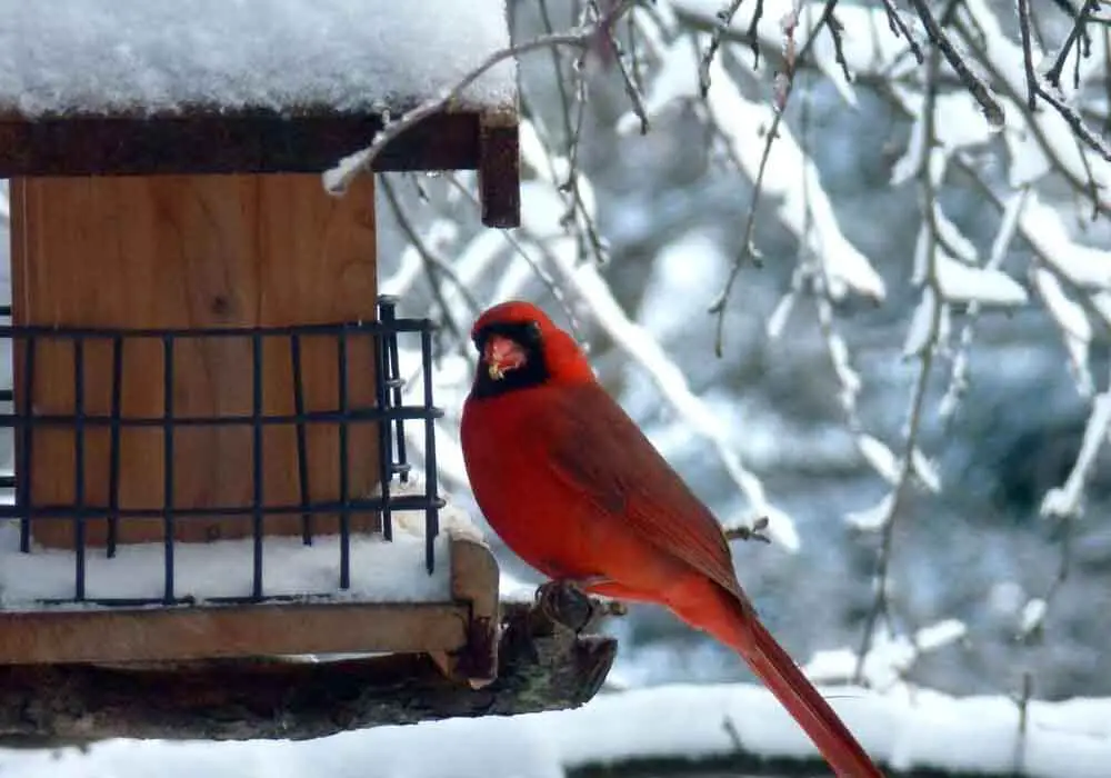 Bird Feeders That Attract Cardinals Tips &