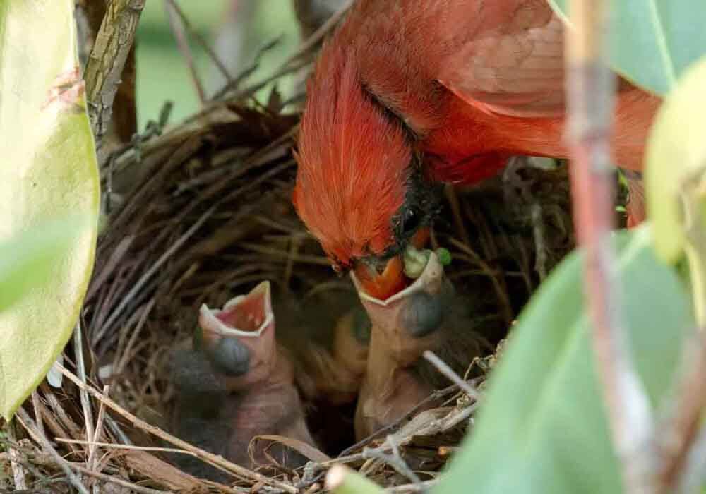 Cardinal feeding it's chicks in it's nest Cardinal nesting habits and season