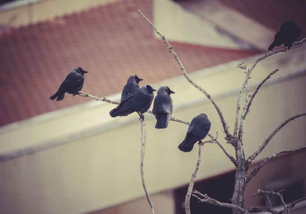 Flock of birds on a tree limb how to repel birds