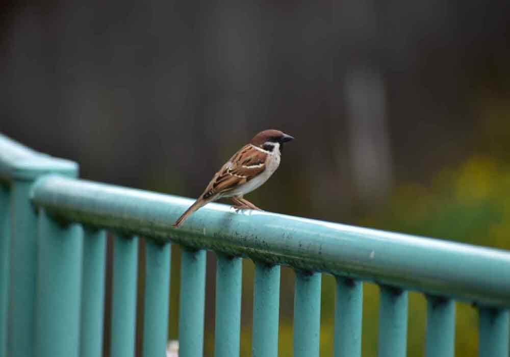 Wondering how to attract birds in the city? City dwellers can enjoy the company of birds when you follow these easy instructions.