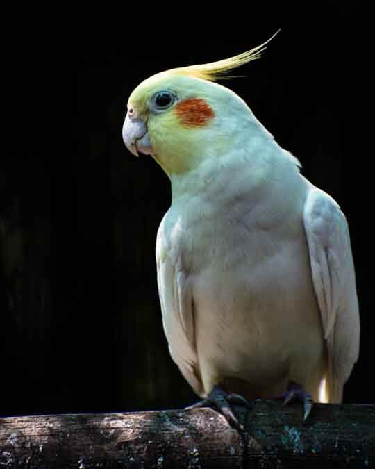 cockatiel sitting on a branch cockatiel