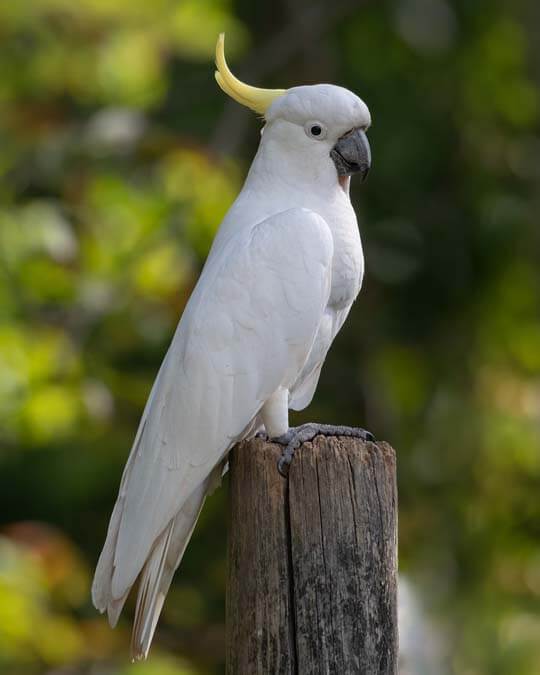 a cockatoo perched on a log cockatoo