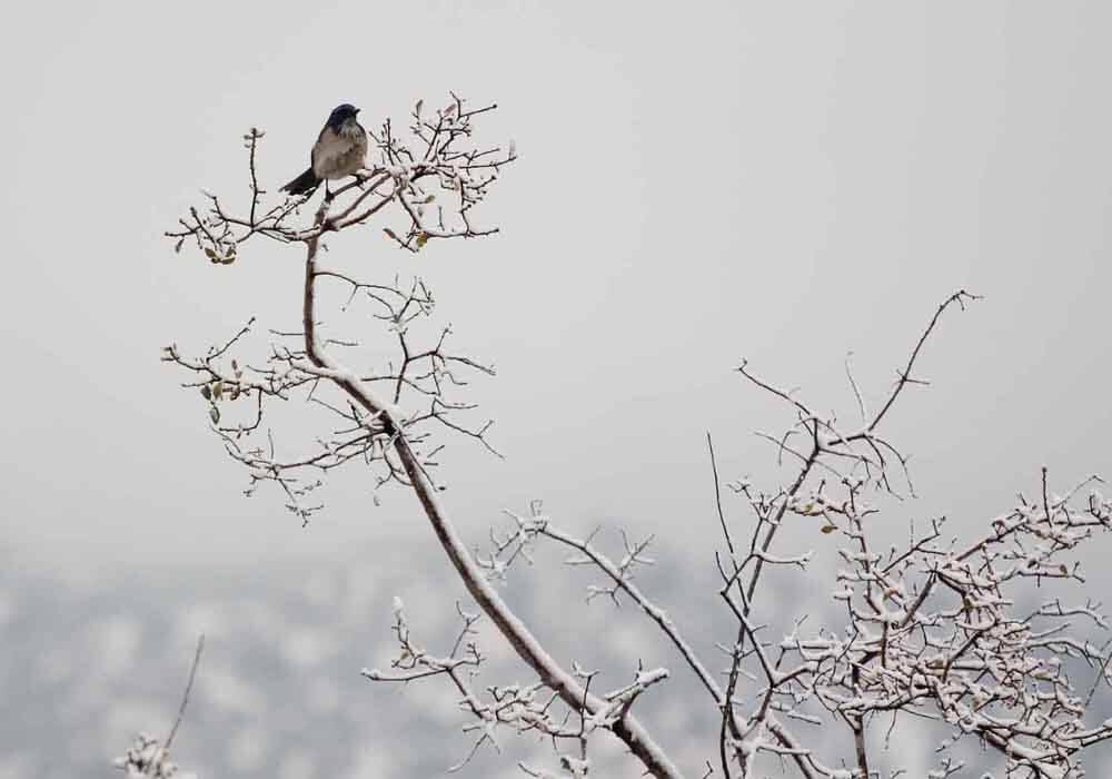 cold bird sitting on a branch in winter what do birds do in the winter