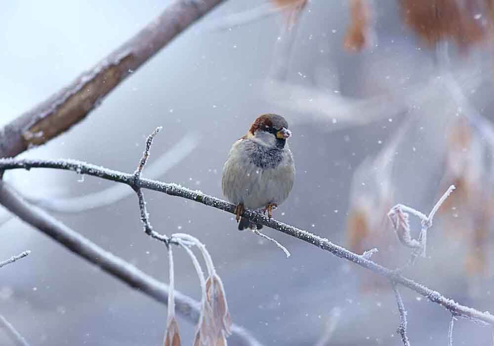 how do I attract birds in the winter