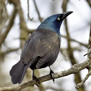 a common grackle looking for a mate common grackle