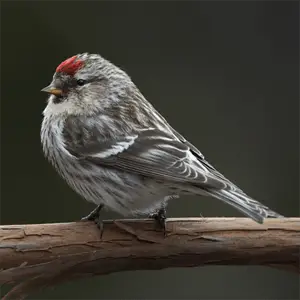 a common redpolls relaxing on a branch common redpoll