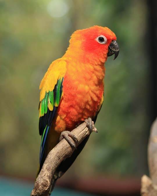a conure looking colorful conure