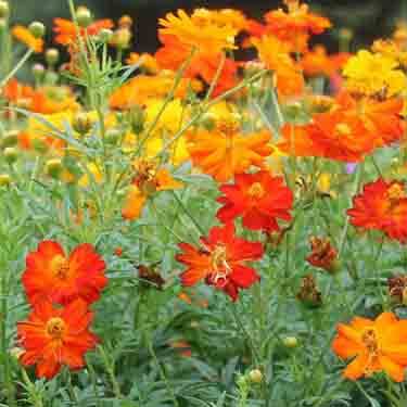 cosmos flower in a garden Cosmos
