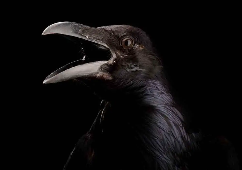 Do Crows attack humans?