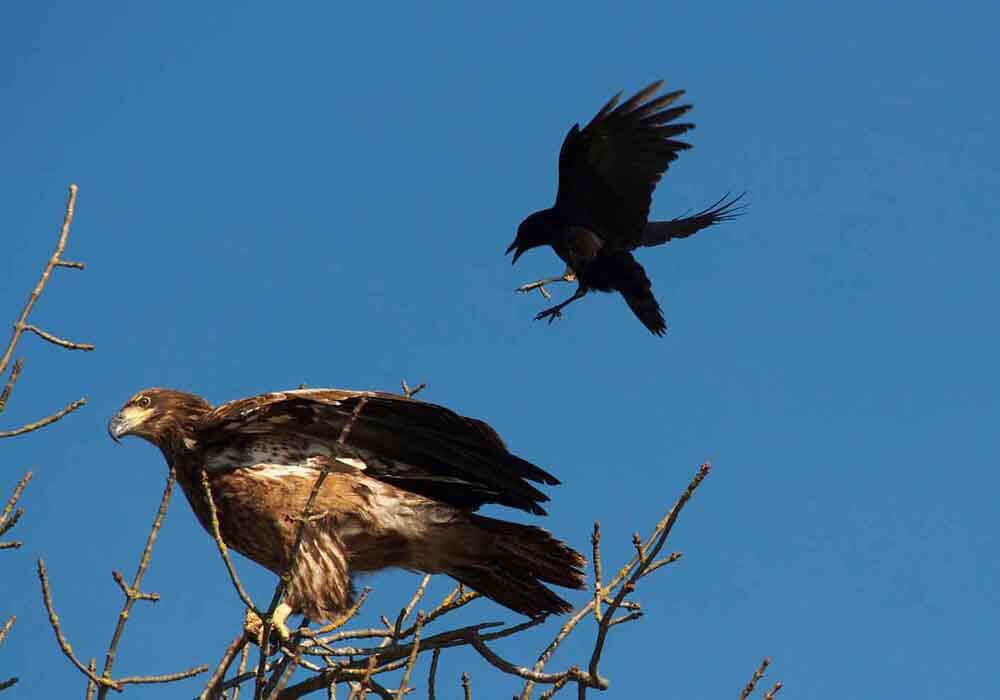 Do Birds Kill Other Birds? Why Might They Attack?