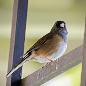 dark-eyed junco sitting on a ladder dark eyed junko