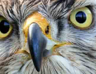 hawk getting ready to attack do hawks attack dogs or cats