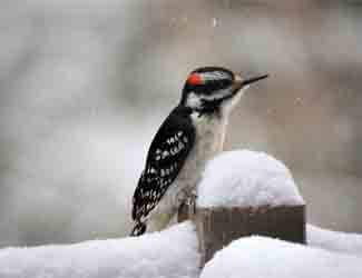 woodpecker in the snow do woodpeckers migrate in winter