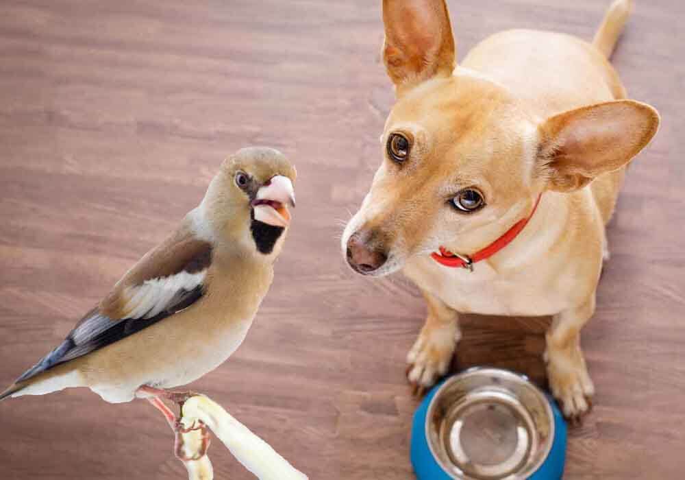 How To Keep Birds Out Of Dog Food And Water 4 Easy Steps