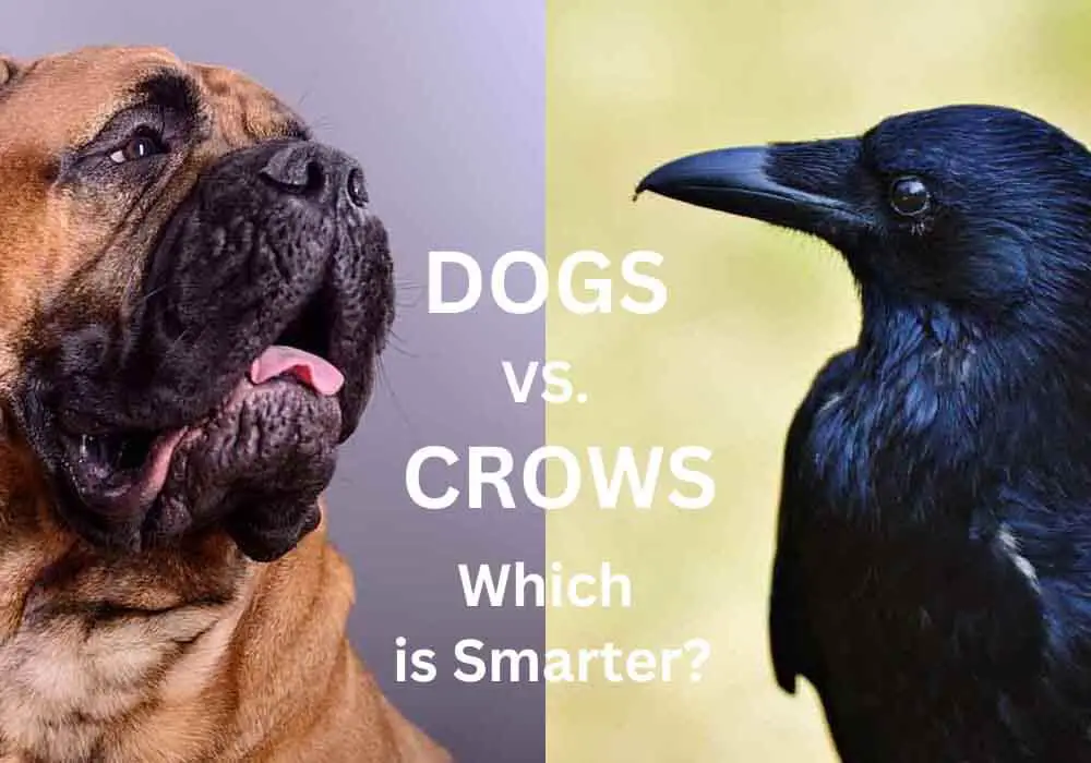 Dog vs Crow Which is Smarter? Dog vs Crow Which is Smarter?
