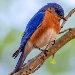 beautiful eastern bluebird holding onto a tree eastern bluebird