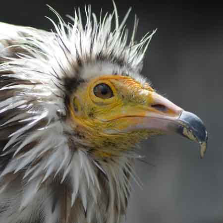egyptian vulture egyptian vulture