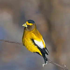 an evening grosbeak sitting on a branch evening grosbeak