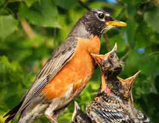 robin feeding her babies facts about robins and babies