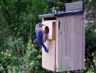 bluebird perching on a bird nest facts about blue bird houses