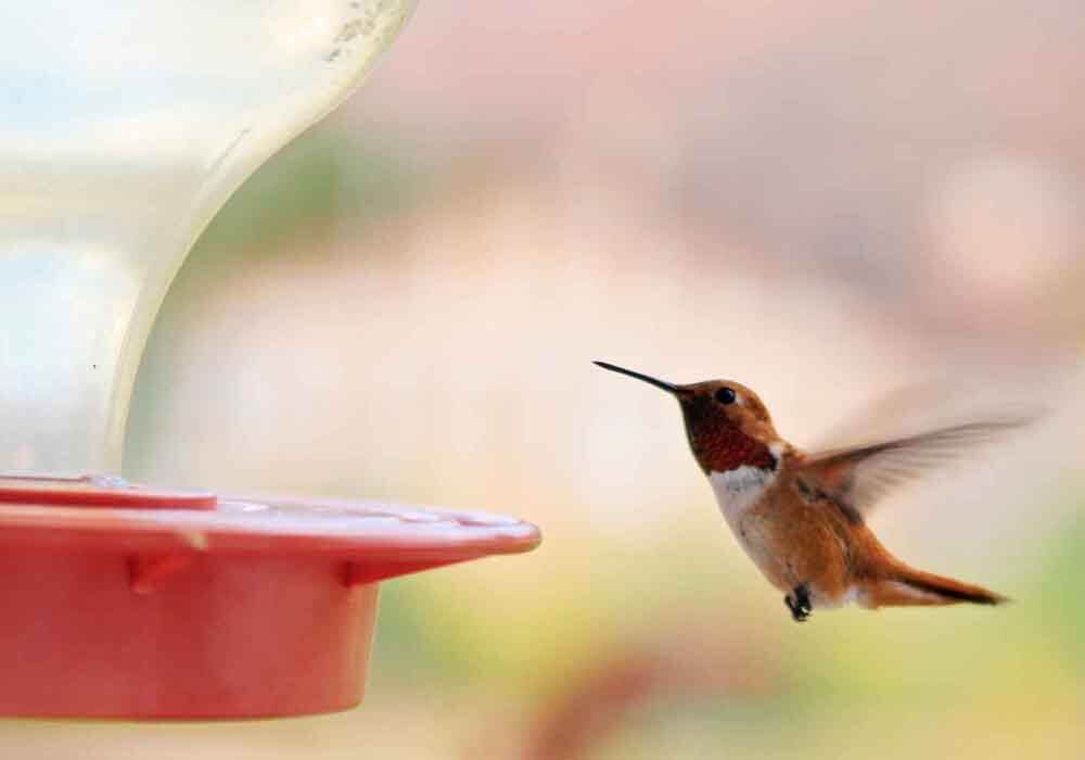 What you should or should not feed a hummingbird
