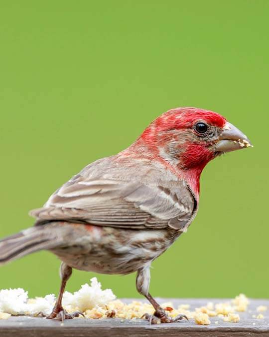 a finch enjoying a meal finch