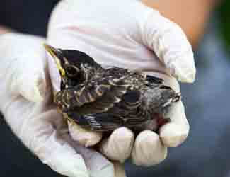 baby robin being held in someones hands what to do if you find a baby robin