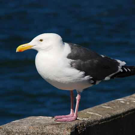 the great black-backed gull the great black-backed gull