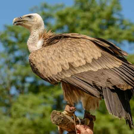 griffon vulture griffon vulture