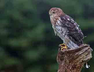 hawk looking over a garden hawk in a backyard