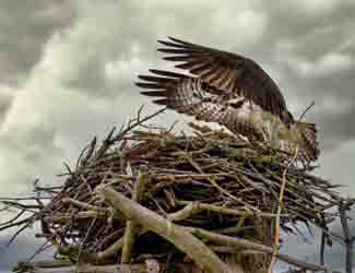 hawk landing in it's nest hawk building a nest