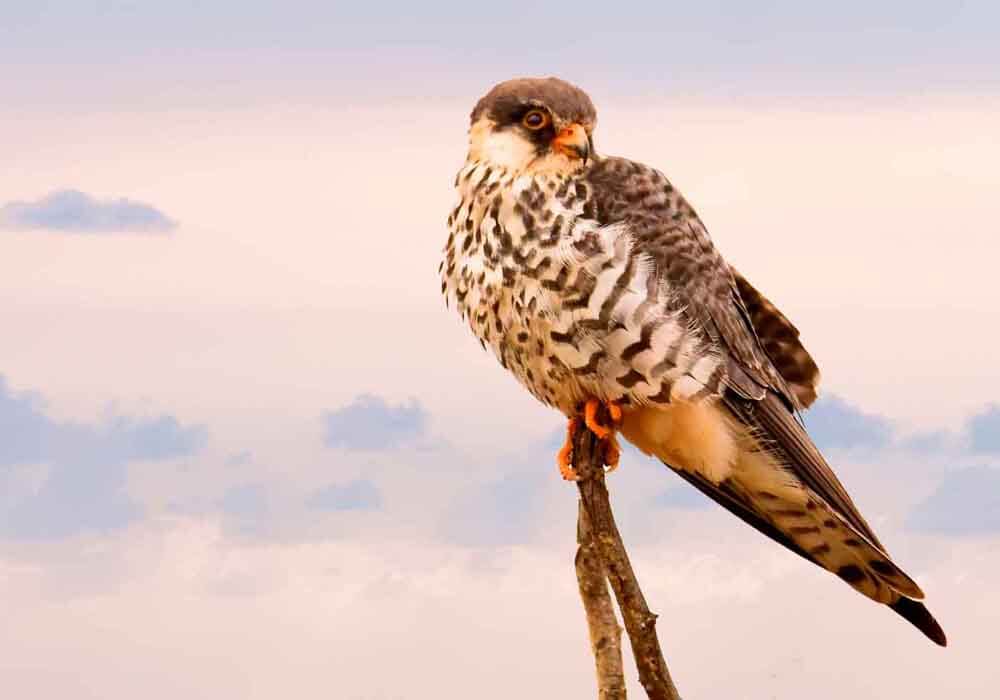 Hawk perching on a branch Is it good or bad to have a hawk in my backyard