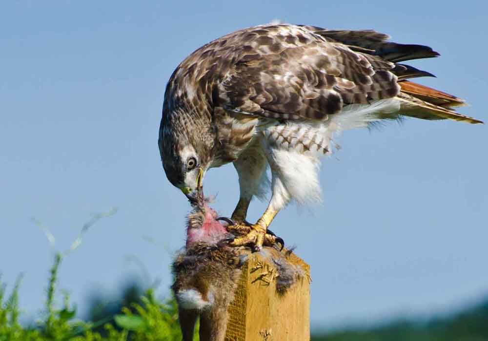 Are Hawks scavengers or predators