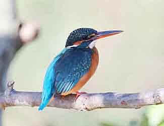 Homepage Bird Facts and Information