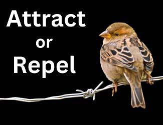 Homepage Attract or Repel Birds