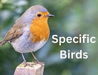 Homepage Specific Birds