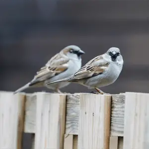 two house sparrows perched on a fence house sparrow