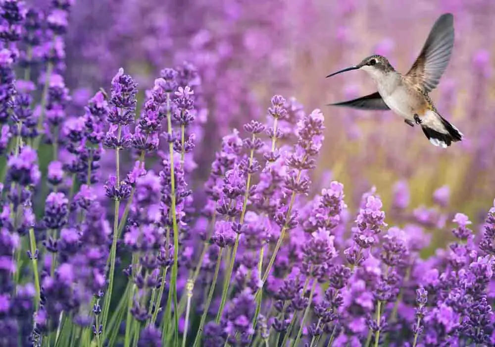 Wondering how to attract Hummingbirds to your garden or yard? Here's several crucial things for success, from the best plants to feeders to the foods they love.