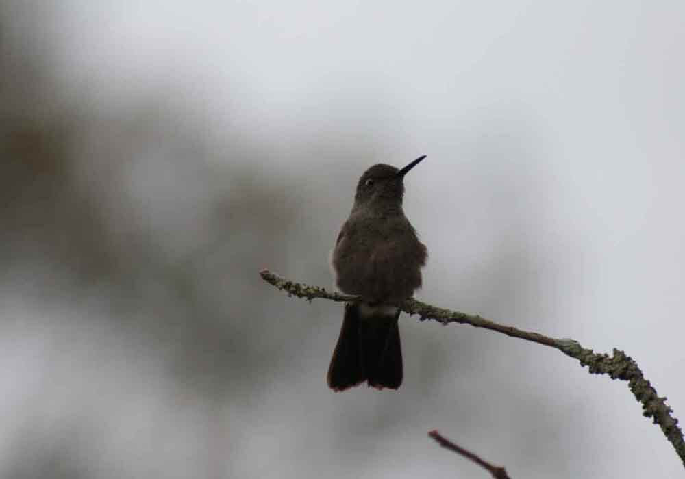 Hummingbird on tree branch in winter What do hummingbirds eat in the winter