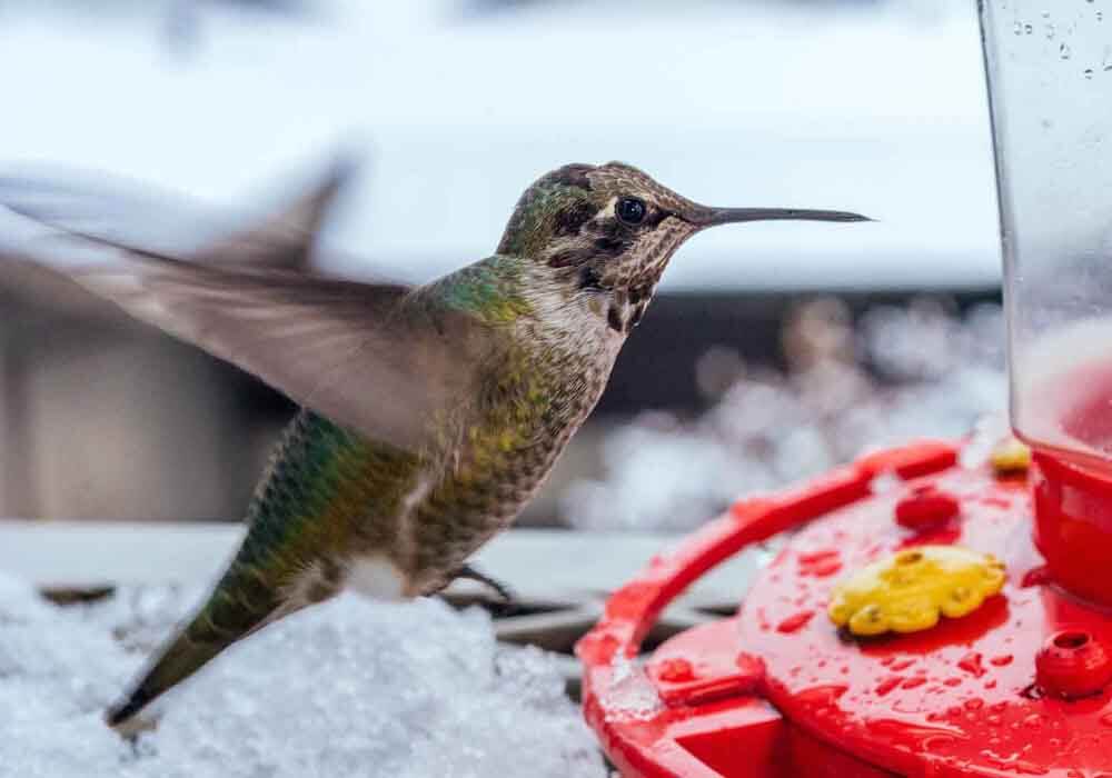 What Feeders Attract The Most Hummingbirds?